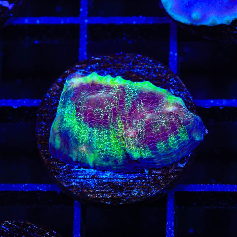 TSA Luigi Chalice Coral