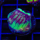 TSA Luigi Chalice Coral