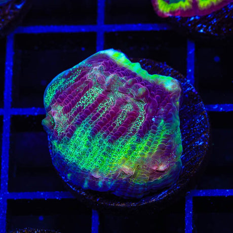 TSA Luigi Chalice Coral