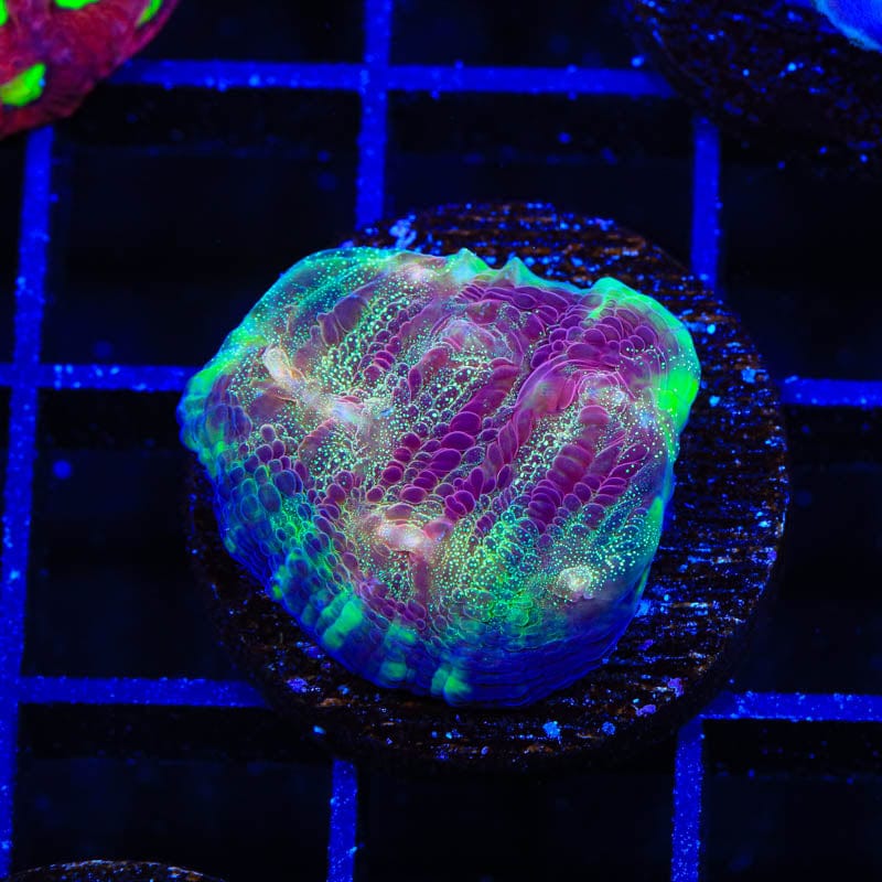 TSA Luigi Chalice Coral