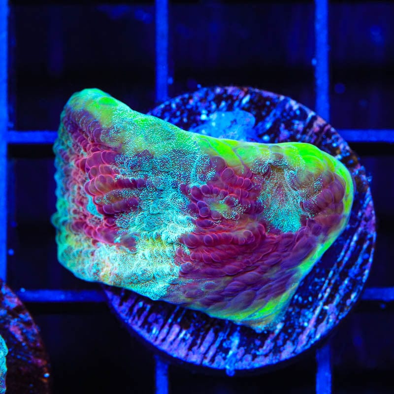 TSA Luigi Chalice Coral