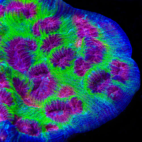 TSA Luigi Chalice Coral