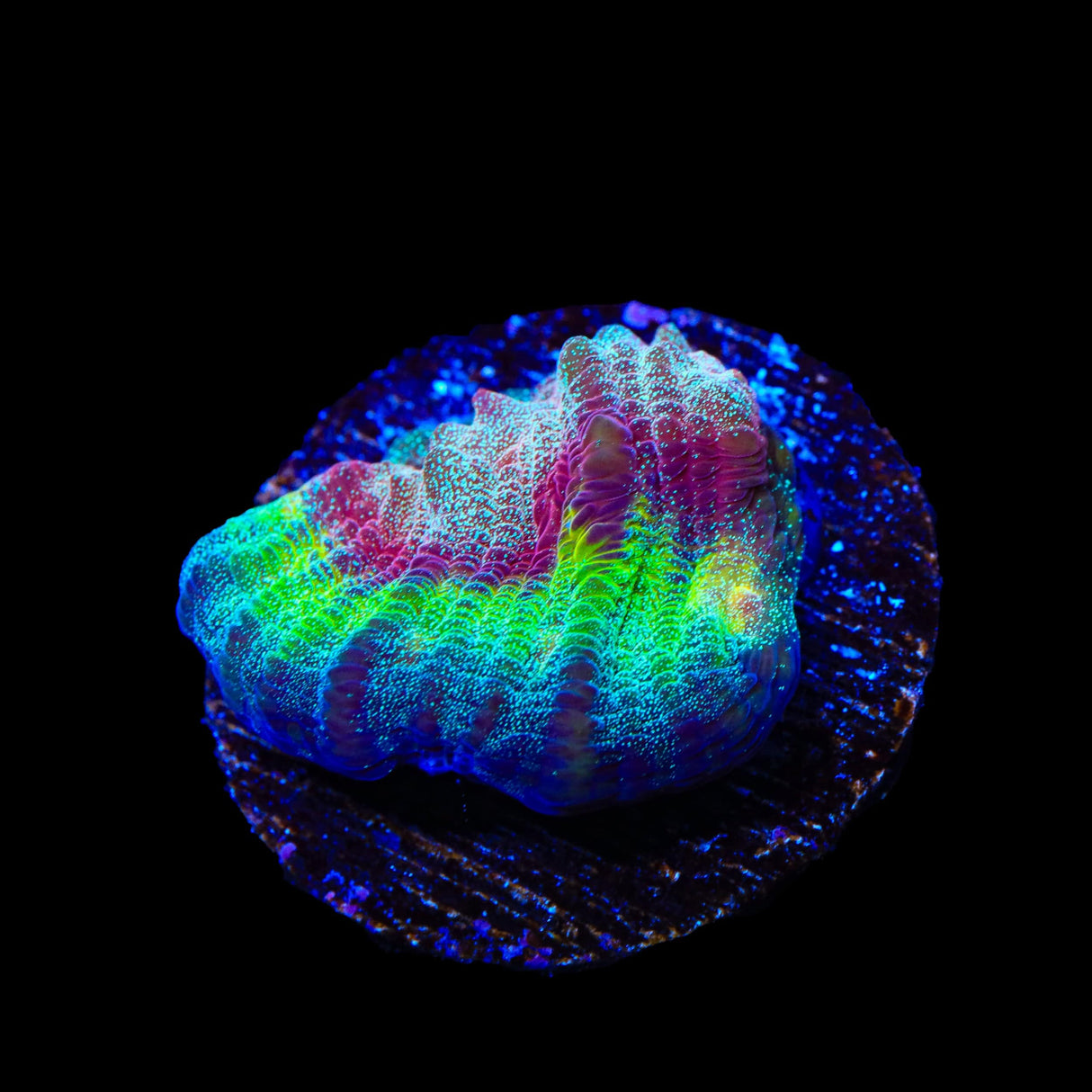 TSA Luigi Chalice Coral
