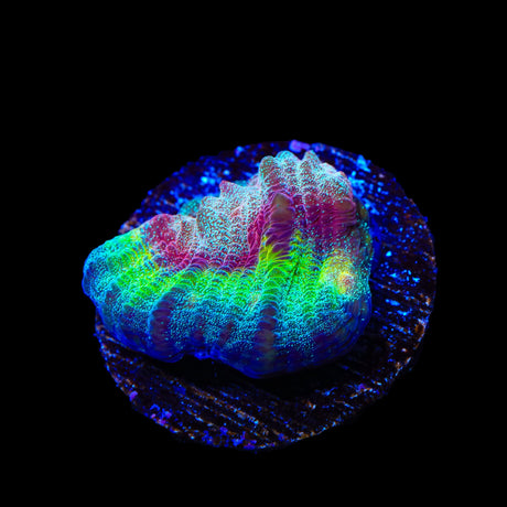 TSA Luigi Chalice Coral