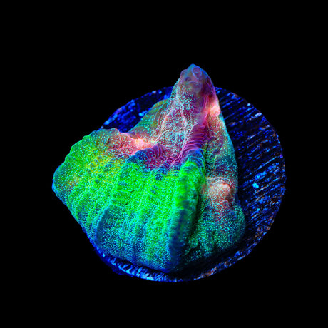 TSA Luigi Chalice Coral