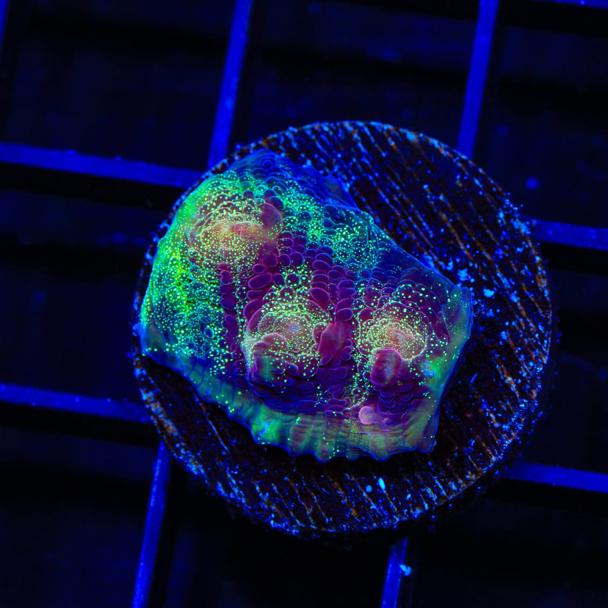 TSA Luigi Chalice Coral