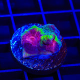 TSA Luigi Chalice Coral