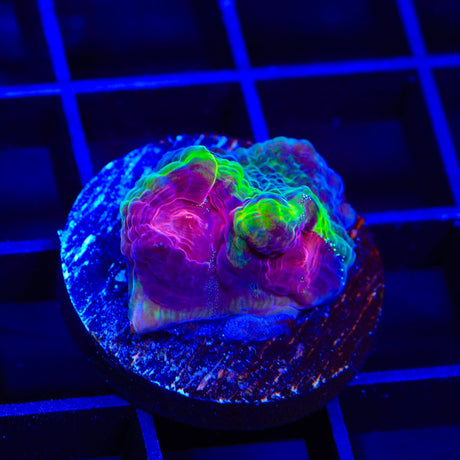 TSA Luigi Chalice Coral