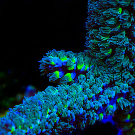 TSA Luigi Hoeksemai Acropora Coral