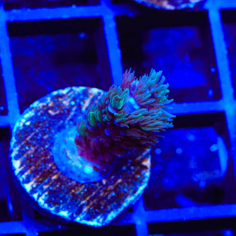 TSA Luigi Hoeksemai Acropora Coral