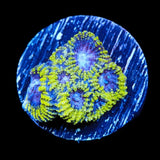 TSA Lunar Favia Coral