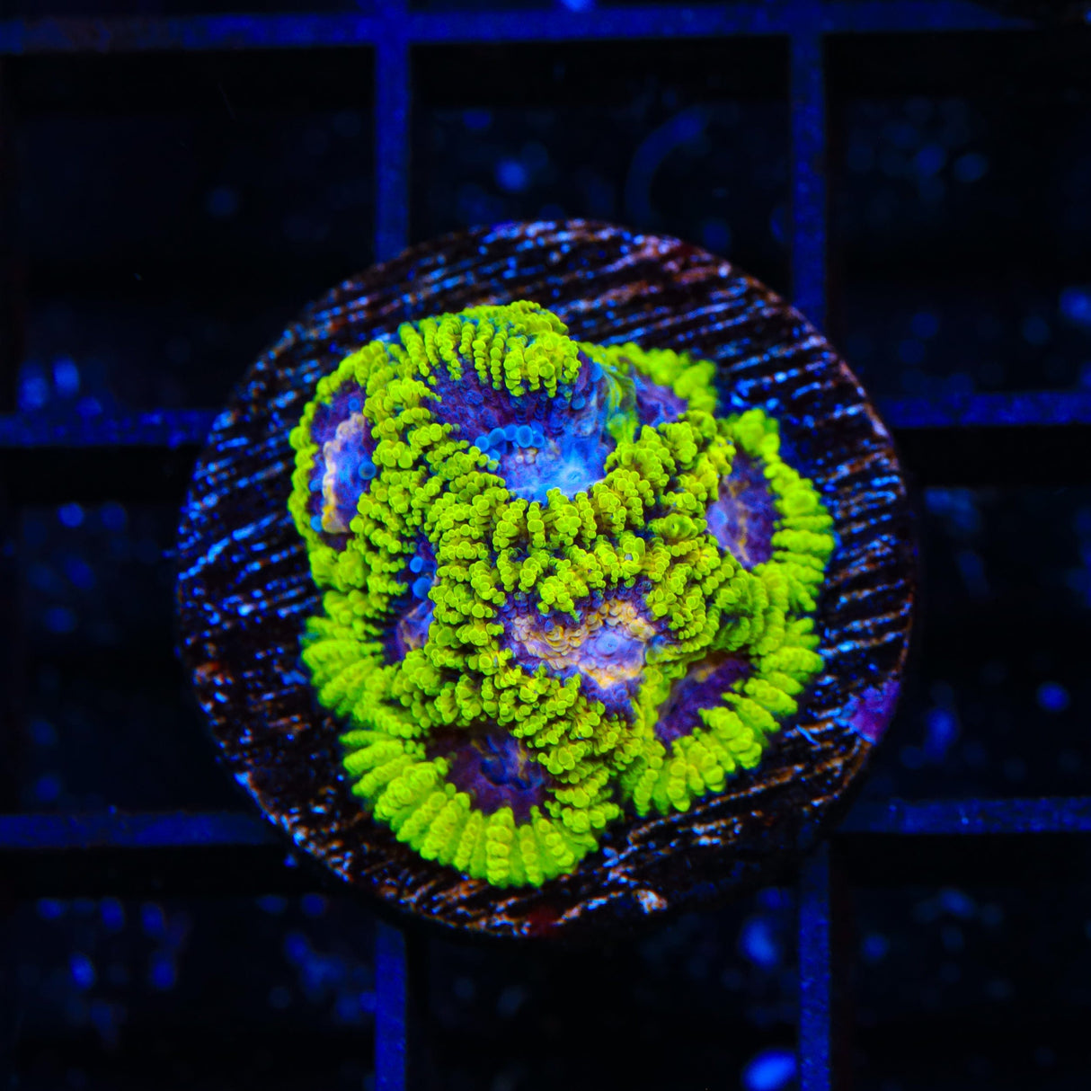 TSA Lunar Favia Coral