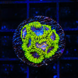 TSA Lunar Favia Coral