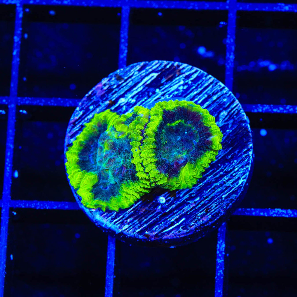 TSA Lunar Favia Coral