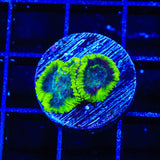 TSA Lunar Favia Coral
