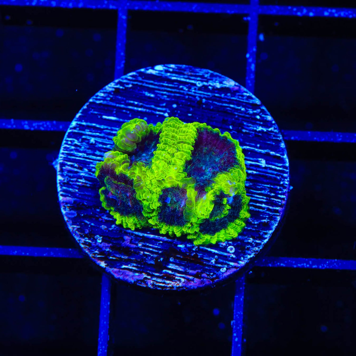 TSA Lunar Favia Coral