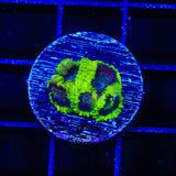 TSA Lunar Favia Coral