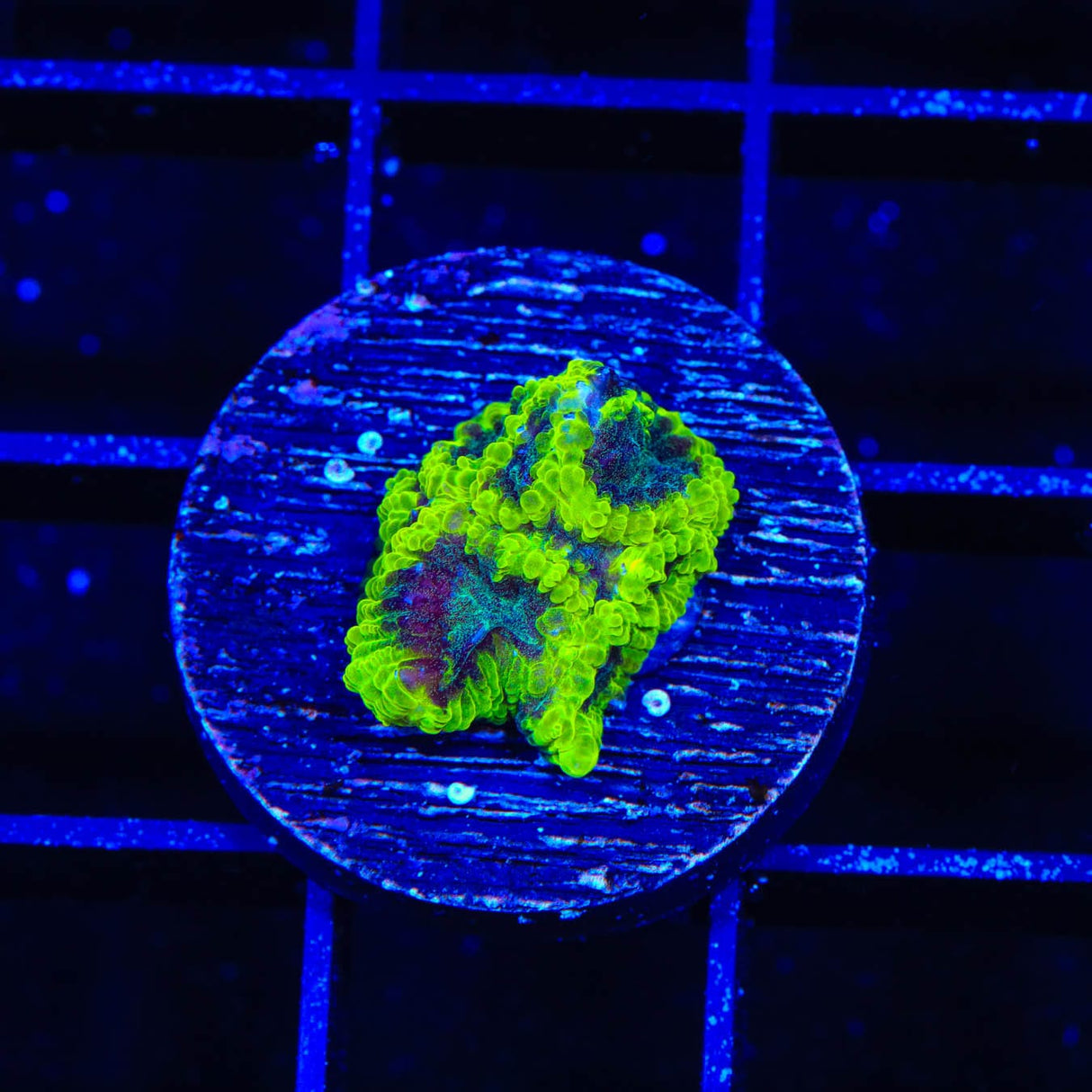 TSA Lunar Favia Coral