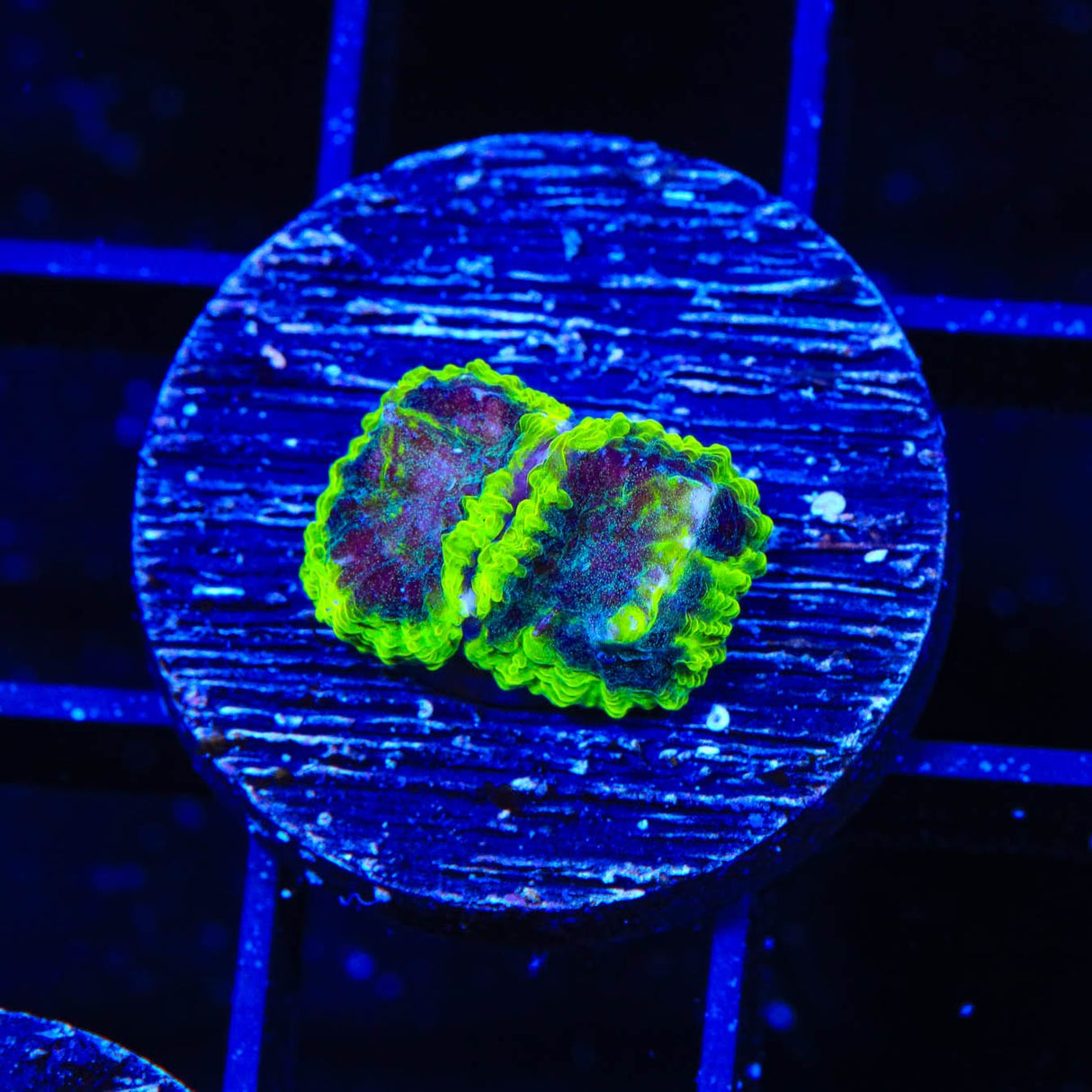 TSA Lunar Favia Coral