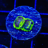 TSA Lunar Favia Coral