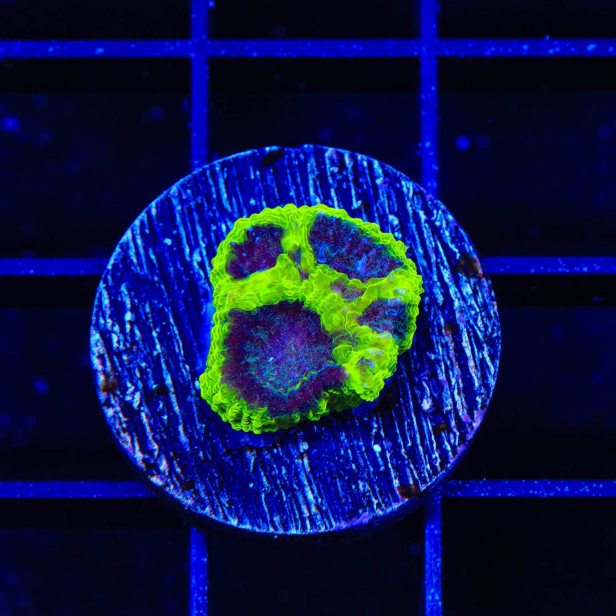 TSA Lunar Favia Coral