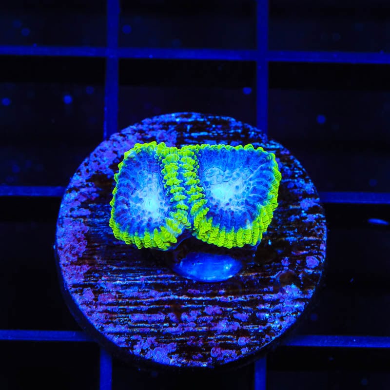TSA Lunar Favia Coral