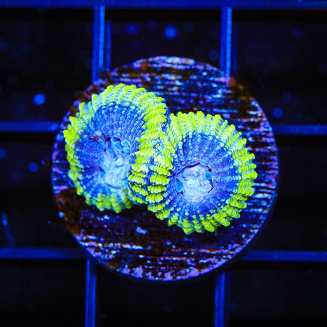 TSA Lunar Favia Coral