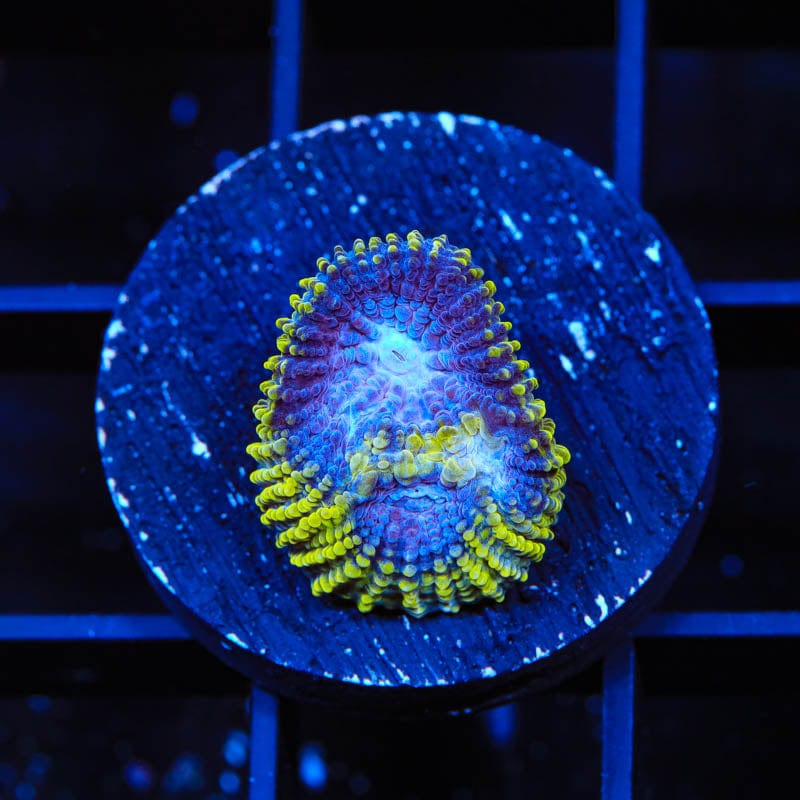 TSA Lunar Favia Coral