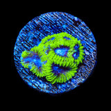 TSA Lunar Favia Coral