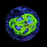 TSA Lunar Favia Coral