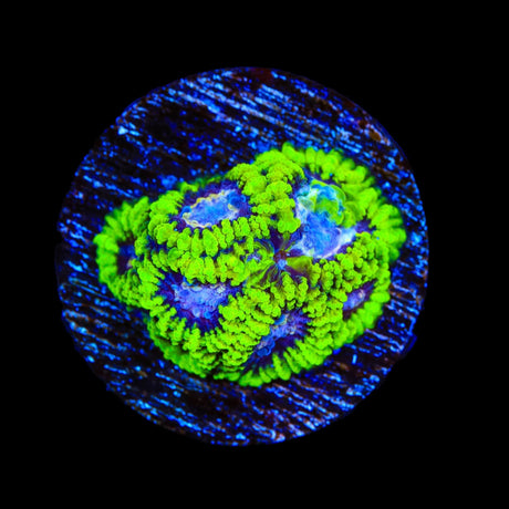 TSA Lunar Favia Coral