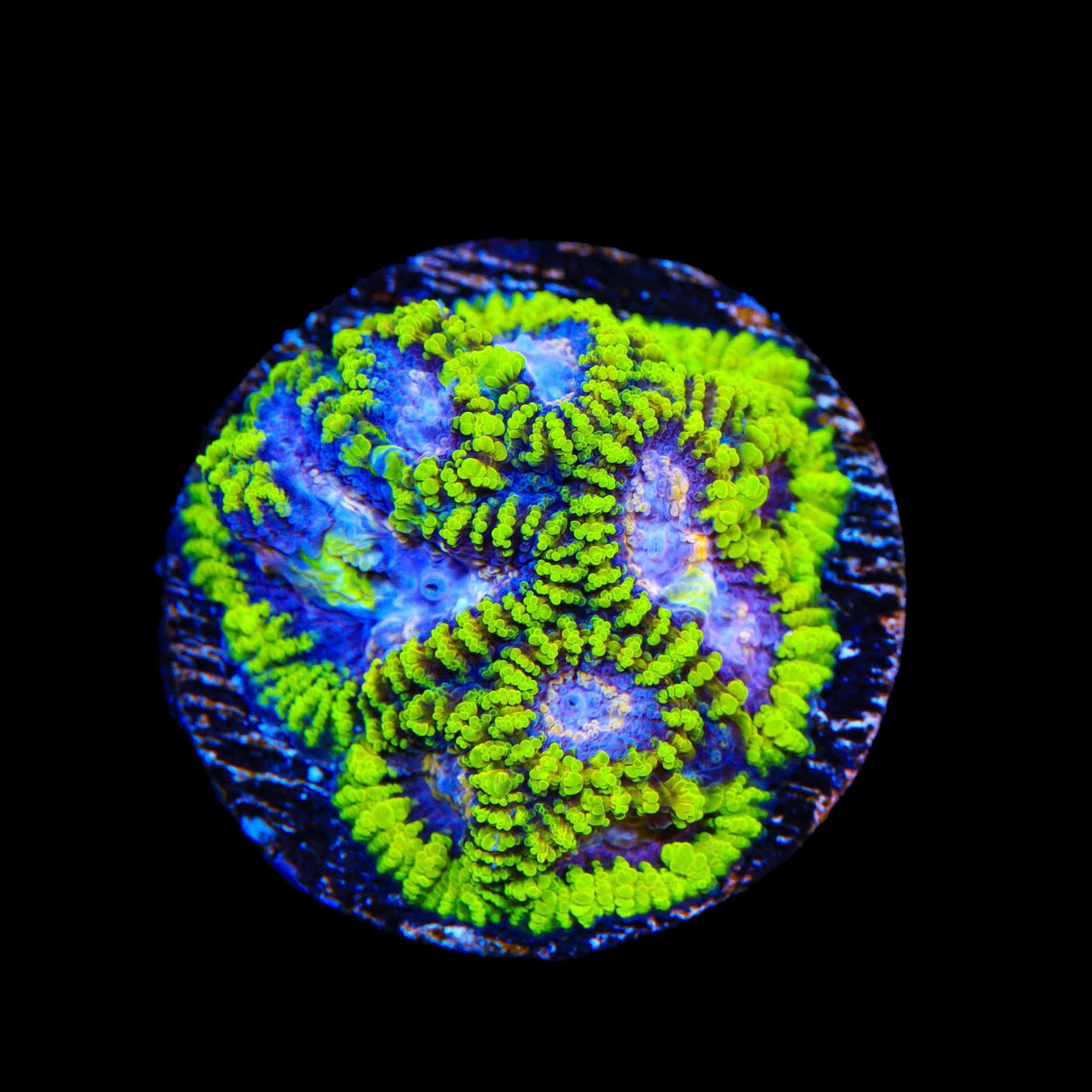 TSA Lunar Favia Coral