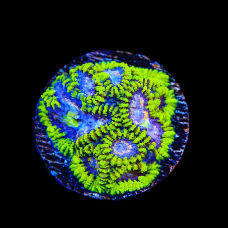 TSA Lunar Favia Coral