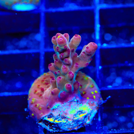 TSA Magma Flame Acropora Coral
