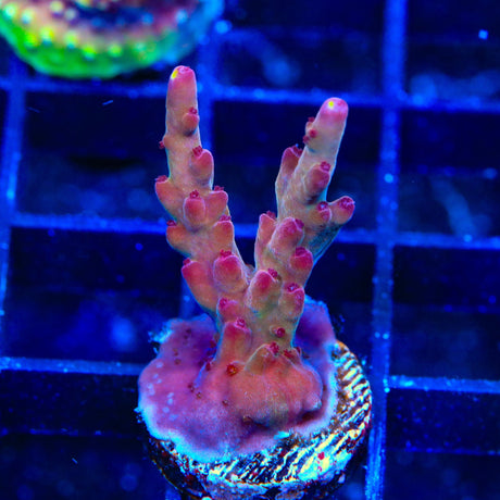 TSA Magma Flame Acropora Coral