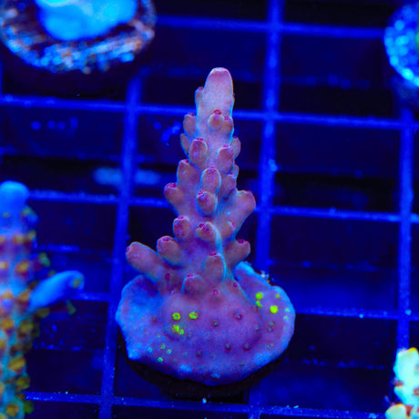 TSA Magma Flame Acropora Coral