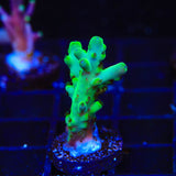 TSA Malaysia Jawdropper Acropora Coral