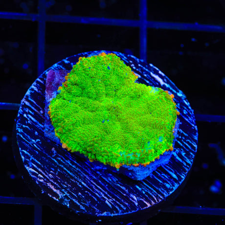 TSA Malibu Rhodactis Mushroom Coral
