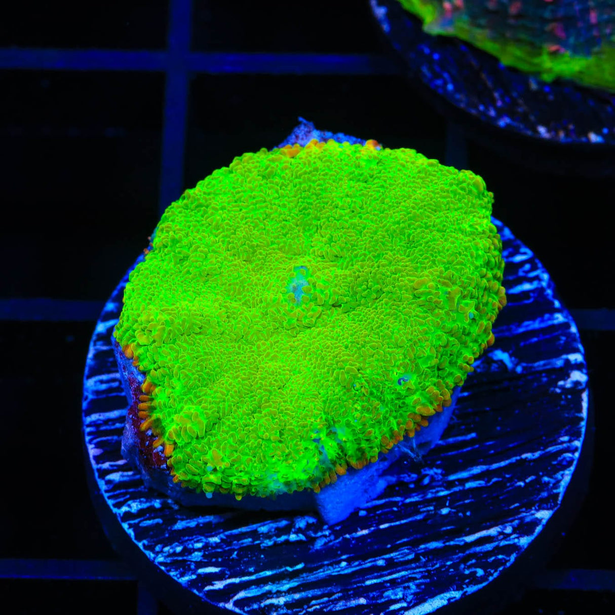 TSA Malibu Rhodactis Mushroom Coral