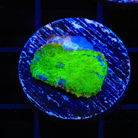 TSA Malibu Rhodactis Mushroom Coral