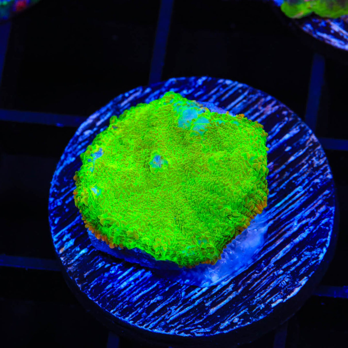 TSA Malibu Rhodactis Mushroom Coral