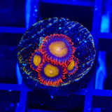 TSA Mandarin Orange Zoanthids Coral