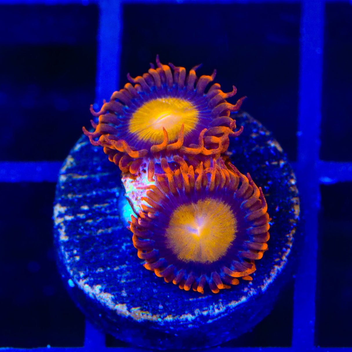 TSA Mandarin Orange Zoanthids Coral