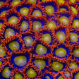 TSA Mandarin Orange Zoanthids Coral