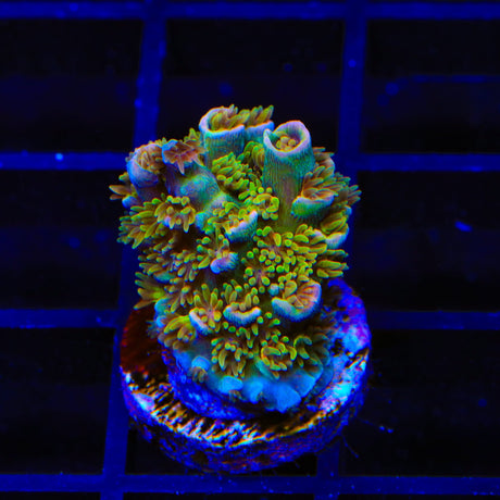 TSA Mango Passion Acropora Coral