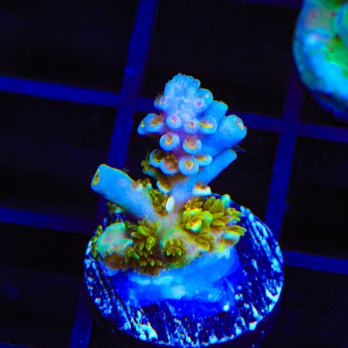 TSA Mango Passion Tenuis Acropora Coral