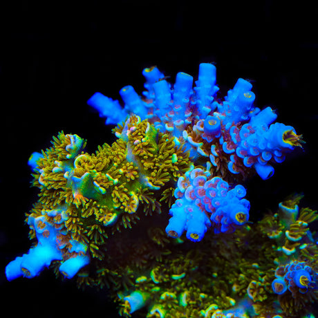 TSA Mango Passion Tenuis Acropora Coral