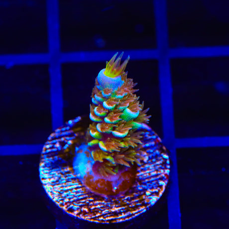 TSA Mango Passion Tenuis Acropora Coral