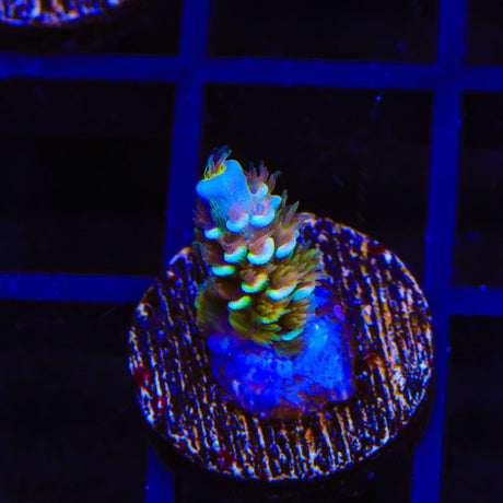 TSA Mango Passion Tenuis Acropora Coral