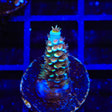 TSA Mango Passion Tenuis Acropora Coral